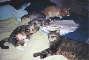 Rhea White's Cats Dashiel, Grayem, Scampers and Strider